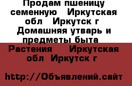 Продам пшеницу семенную - Иркутская обл., Иркутск г. Домашняя утварь и предметы быта » Растения   . Иркутская обл.,Иркутск г.